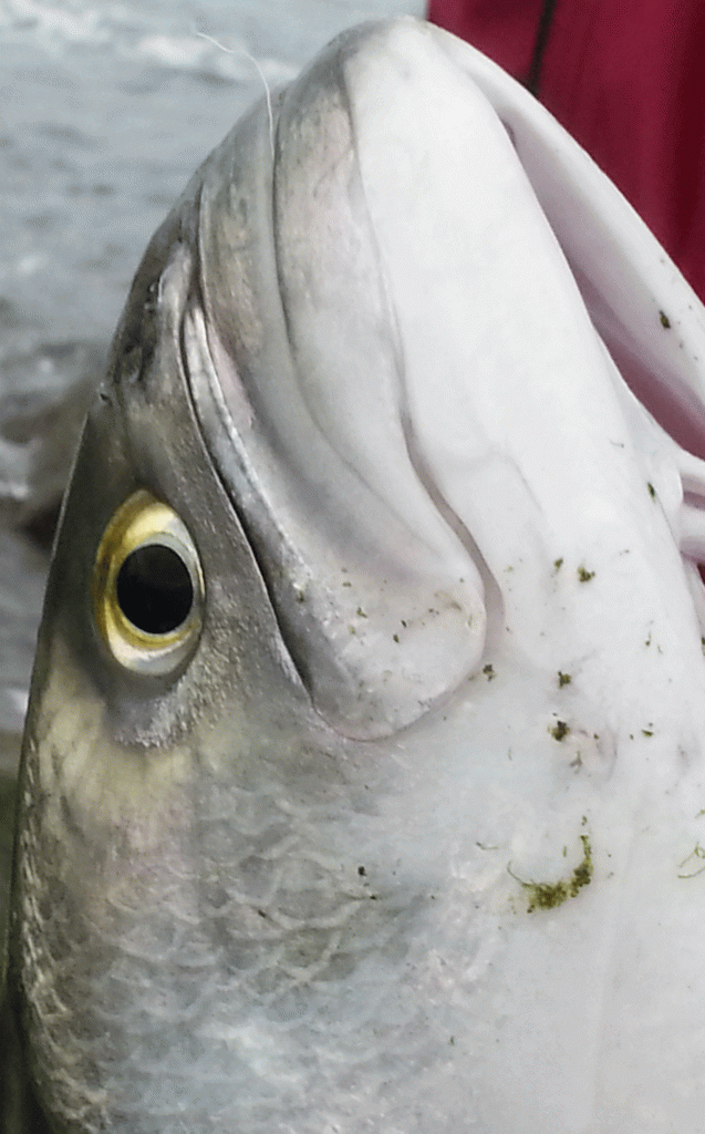 Two piece rods..and how to take them apart Surfcaster's Journal