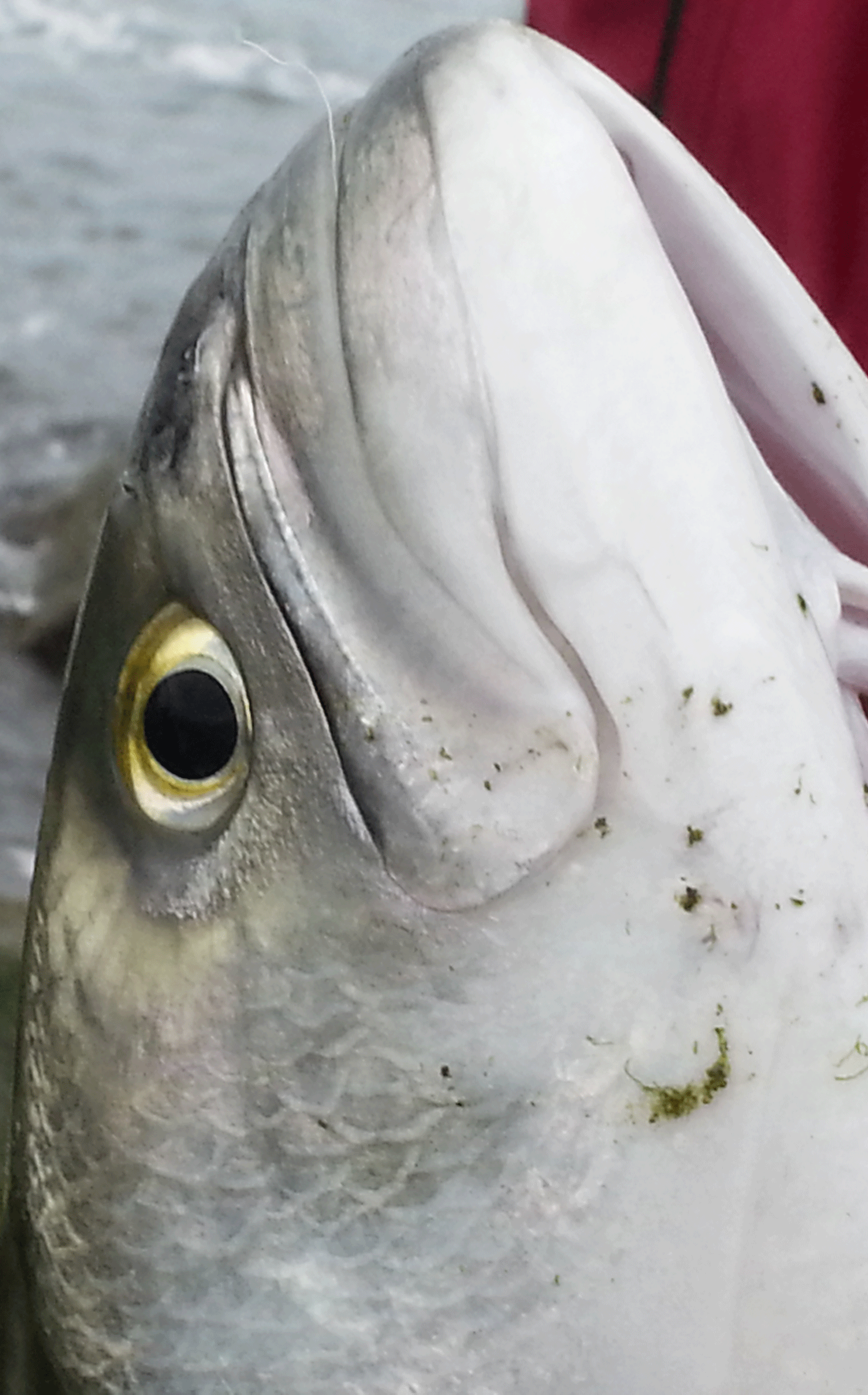 Two piece rods..and how to take them apart Surfcaster's Journal